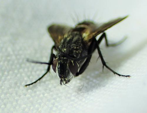 Réf. 325 641 : Eriothrix rufomaculata